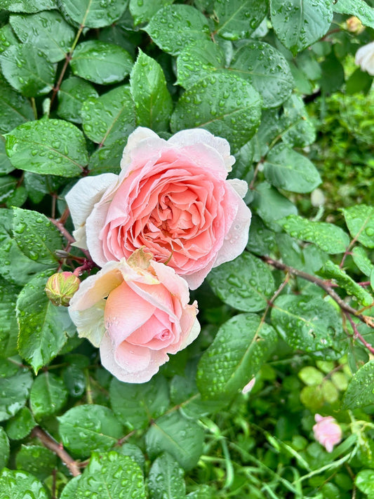 雨あがりの週末には。