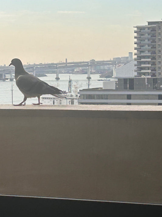 ウチのベランダに公園鳩。。実家の庭木にはキジ鳩