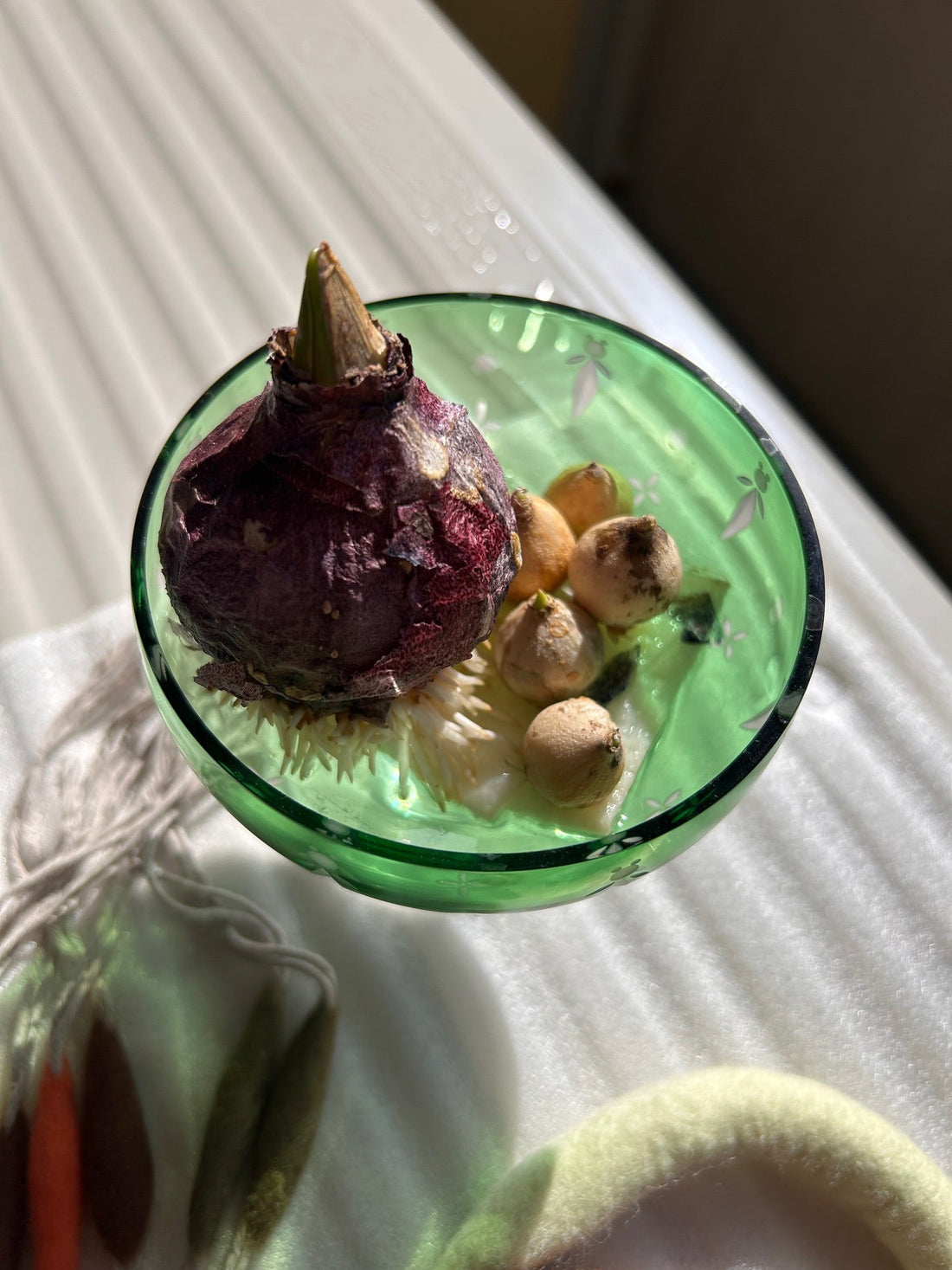 企画展の準備と球根！