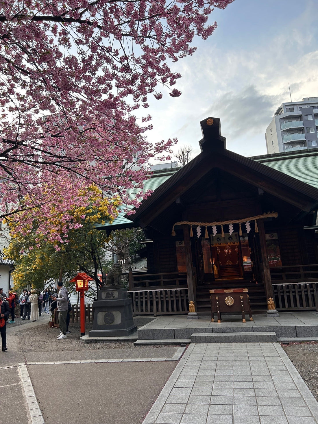 何気に我が家も花盛り！